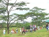 FESTIVAL DE COMETAS